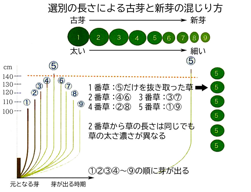 1番草、2番草、選別の長さによる古芽と新芽の混じり方